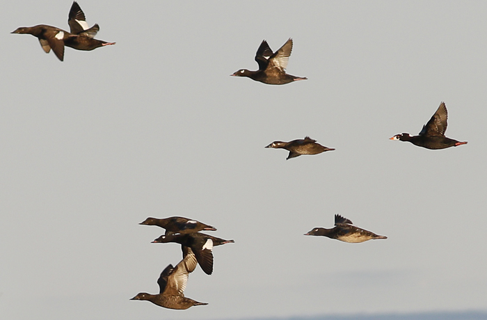 Scoter Flights, Morning and Evening