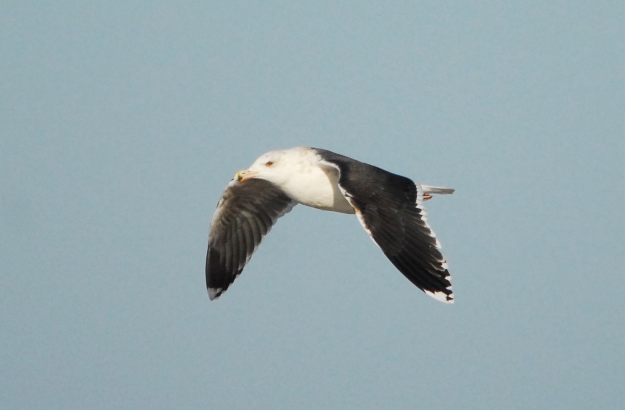 Fall 2016 Waterbird Count Summary