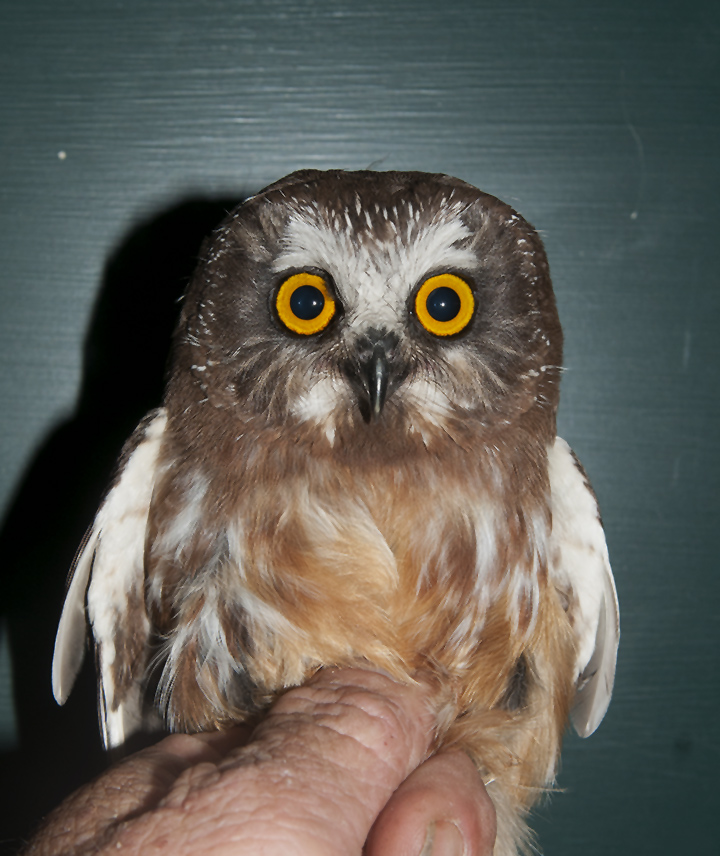 everybody molt now whitefish point bird observatory a everybody molt now whitefish point bird observatory a